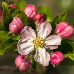 Braeburn Hillwell Apple Tree -Plant Seeds Store FRU0249 3
