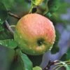 Blenheim Orange Apple Tree 2 Blenheim Orange Apple Tree -Plant Seeds Store FRU0251 1 5bb2b669 d02c 4af9 b810 5366af20ec41
