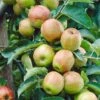 Cox's Orange Pippin Apple Tree 2 Cox's Orange Pippin Apple Tree -Plant Seeds Store FRU0252 1