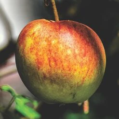 Cox's Orange Pippin Apple Tree -Plant Seeds Store FRU0252 2