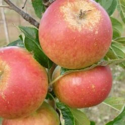 Cox's Orange Pippin Apple Tree -Plant Seeds Store FRU0252 3