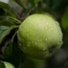 Grenadier Apple Tree 2 Grenadier Apple Tree -Plant Seeds Store FRU0254 1