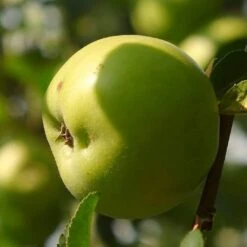 Bramley's Seedling Apple Tree -Plant Seeds Store FRU0258 1