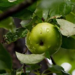 Bramley's Seedling Apple Tree -Plant Seeds Store FRU0258 2