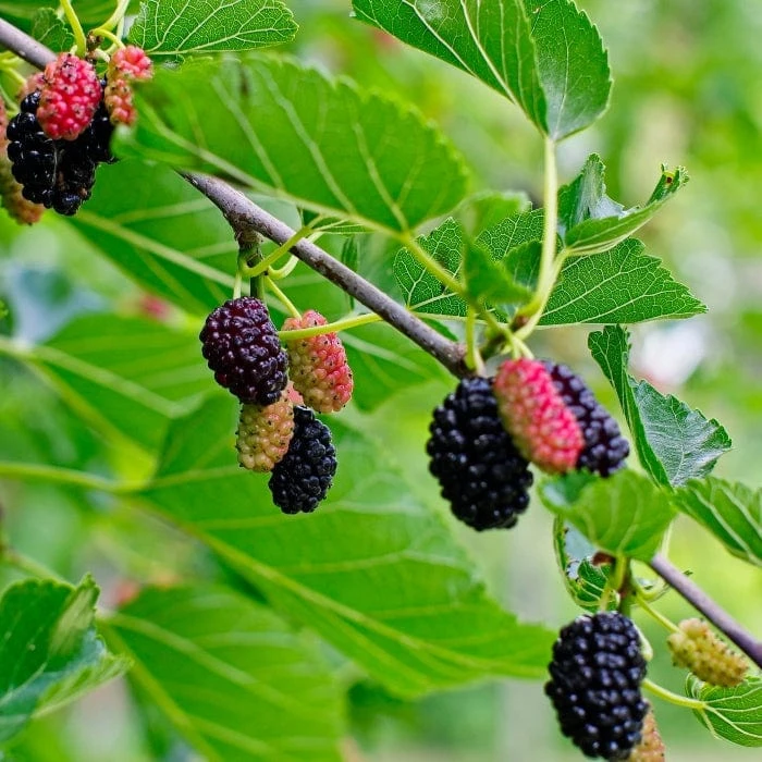 'King James' Mulberry Tree | Morus Nigra 4 'King James' Mulberry Tree | Morus Nigra - Image 2