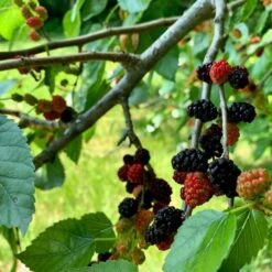 'King James' Mulberry Tree | Morus Nigra 14 'King James' Mulberry Tree | Morus Nigra -Plant Seeds Store FRU0380 5