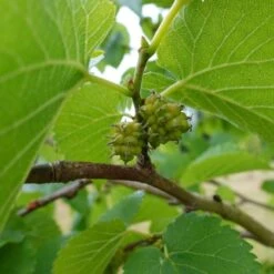 'King James' Mulberry Tree | Morus Nigra 13 'King James' Mulberry Tree | Morus Nigra -Plant Seeds Store FRU0380 7