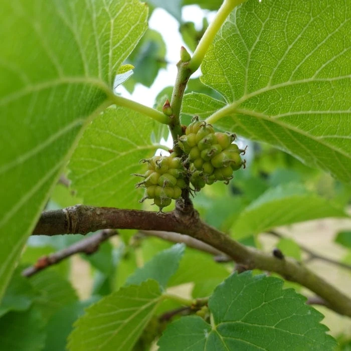 'King James' Mulberry Tree | Morus Nigra 6 'King James' Mulberry Tree | Morus Nigra - Image 4