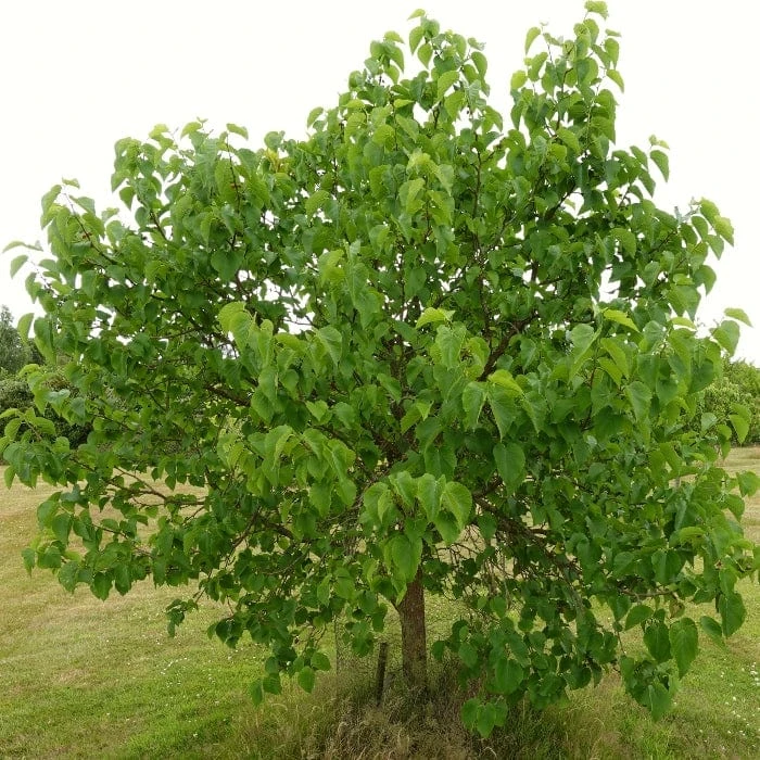 'King James' Mulberry Tree | Morus Nigra 9 'King James' Mulberry Tree | Morus Nigra - Image 7