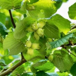 A Completely Edible Hedge | 3/5/10/20m Packs 17 A Completely Edible Hedge | 3/5/10/20m Packs -Plant Seeds Store FRU0395 1 71188b30 7433 4fb5 9094 d438602f6b86