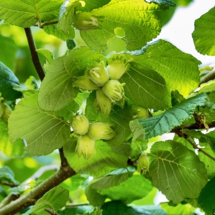 A Completely Edible Hedge | 3/5/10/20m Packs 6 A Completely Edible Hedge | 3/5/10/20m Packs - Image 4