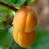'Rochester' Peach Tree 2 'Rochester' Peach Tree -Plant Seeds Store FRU0420 1 d6535beb 318d 4461 9b9c 1f861d650b92