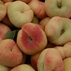 'Saturne' Peach Tree 8 'Saturne' Peach Tree -Plant Seeds Store FRU0422 3