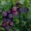'Guinevere' Plum Tree 1 'Guinevere' Plum Tree -Plant Seeds Store FRU0435 1