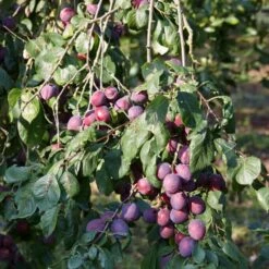 'Rivers Early Prolific' Plum Tree 8 'Rivers Early Prolific' Plum Tree -Plant Seeds Store FRU0437 2