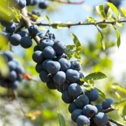'Southampton Selection' Sloe Tree -Plant Seeds Store FRU0441 1 94791b2e dddb 4211 925f a0c8780559d0
