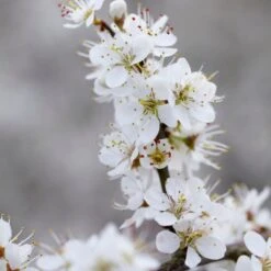 'Southampton Selection' Sloe Tree -Plant Seeds Store FRU0441 3 2457e5ec c895 4c69 8f4b f2f32ae67a0e