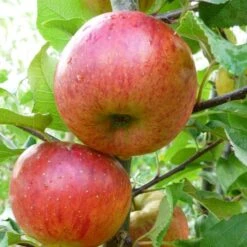 'Pixie' Apple Tree 12 'Pixie' Apple Tree -Plant Seeds Store FRU0459 1