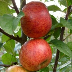 'Pixie' Apple Tree 13 'Pixie' Apple Tree -Plant Seeds Store FRU0459 2