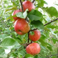'Pixie' Apple Tree 14 'Pixie' Apple Tree -Plant Seeds Store FRU0459 3