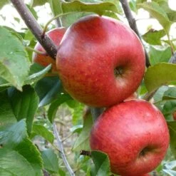 'Pixie' Apple Tree 15 'Pixie' Apple Tree -Plant Seeds Store FRU0459 4