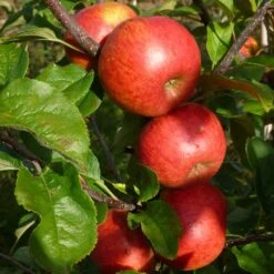 'Pixie' Apple Tree 16 'Pixie' Apple Tree -Plant Seeds Store FRU0459 5