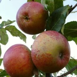 'Queen Cox' Apple Tree -Plant Seeds Store FRU0461 1