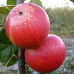 'Queen Cox' Apple Tree -Plant Seeds Store FRU0461 2