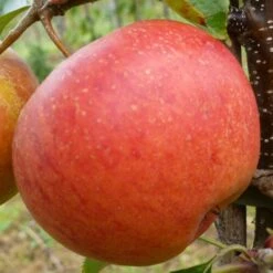 'Rubinette' Apple Tree 9 'Rubinette' Apple Tree -Plant Seeds Store FRU0464 1