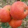 'Rubinette' Apple Tree