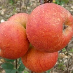 Best Apple Trees For Any Purpose | Growers' Choice -Plant Seeds Store FRU0464 2 d9e595f1 5a69 4549 b473 0d8d153e319d