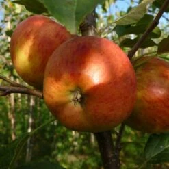 'Winter Gem' Apple Tree 10 'Winter Gem' Apple Tree -Plant Seeds Store FRU0466 1