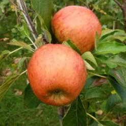 'Winter Gem' Apple Tree 11 'Winter Gem' Apple Tree -Plant Seeds Store FRU0466 2