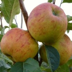 'Winter Gem' Apple Tree 12 'Winter Gem' Apple Tree -Plant Seeds Store FRU0466 3