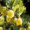Hinnonmaki Yellow' Gooseberry Bush -Plant Seeds Store FRU0474 1