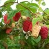 'Cascade Delight' Raspberry Plant 2 'Cascade Delight' Raspberry Plant -Plant Seeds Store FRU0479 1