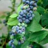 'Earliblue' Blueberry Bush -Plant Seeds Store FRU0483 1