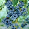 Ozarkblue' Blueberry Bush -Plant Seeds Store FRU0485 1