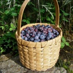 Ozarkblue' Blueberry Bush -Plant Seeds Store FRU0485 3
