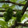 'Orion' Grape Vine -Plant Seeds Store FRU0490 1
