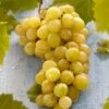 'Muscat Of Alexandria' Grape Vine 2 'Muscat Of Alexandria' Grape Vine -Plant Seeds Store FRU0492 1