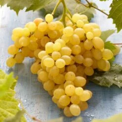 'Muscat Of Alexandria' Grape Vine 9 'Muscat Of Alexandria' Grape Vine -Plant Seeds Store FRU0492 3
