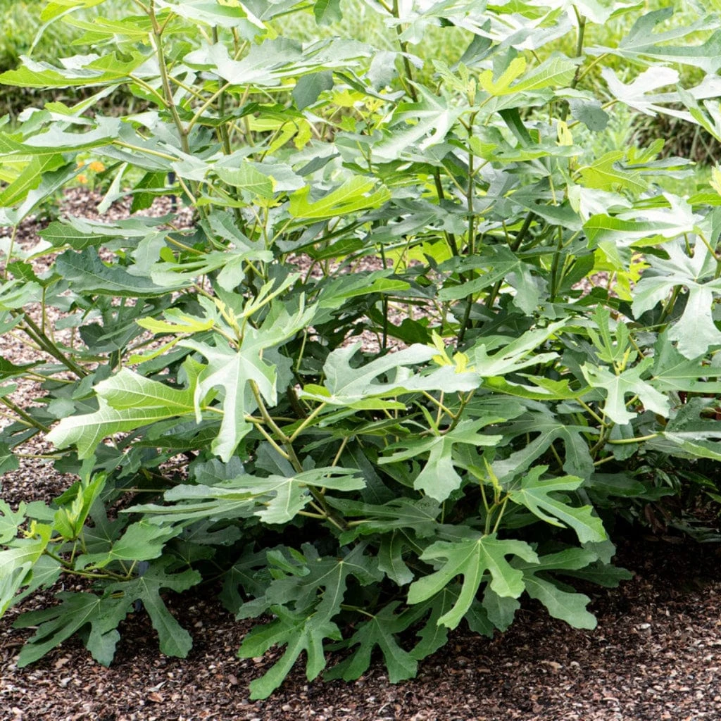 'Little Miss Figgy' Patio Fig Tree 4 'Little Miss Figgy' Patio Fig Tree - Image 2