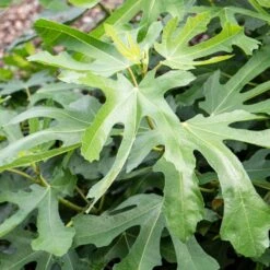 'Little Miss Figgy' Patio Fig Tree 9 'Little Miss Figgy' Patio Fig Tree -Plant Seeds Store FRU0502 2