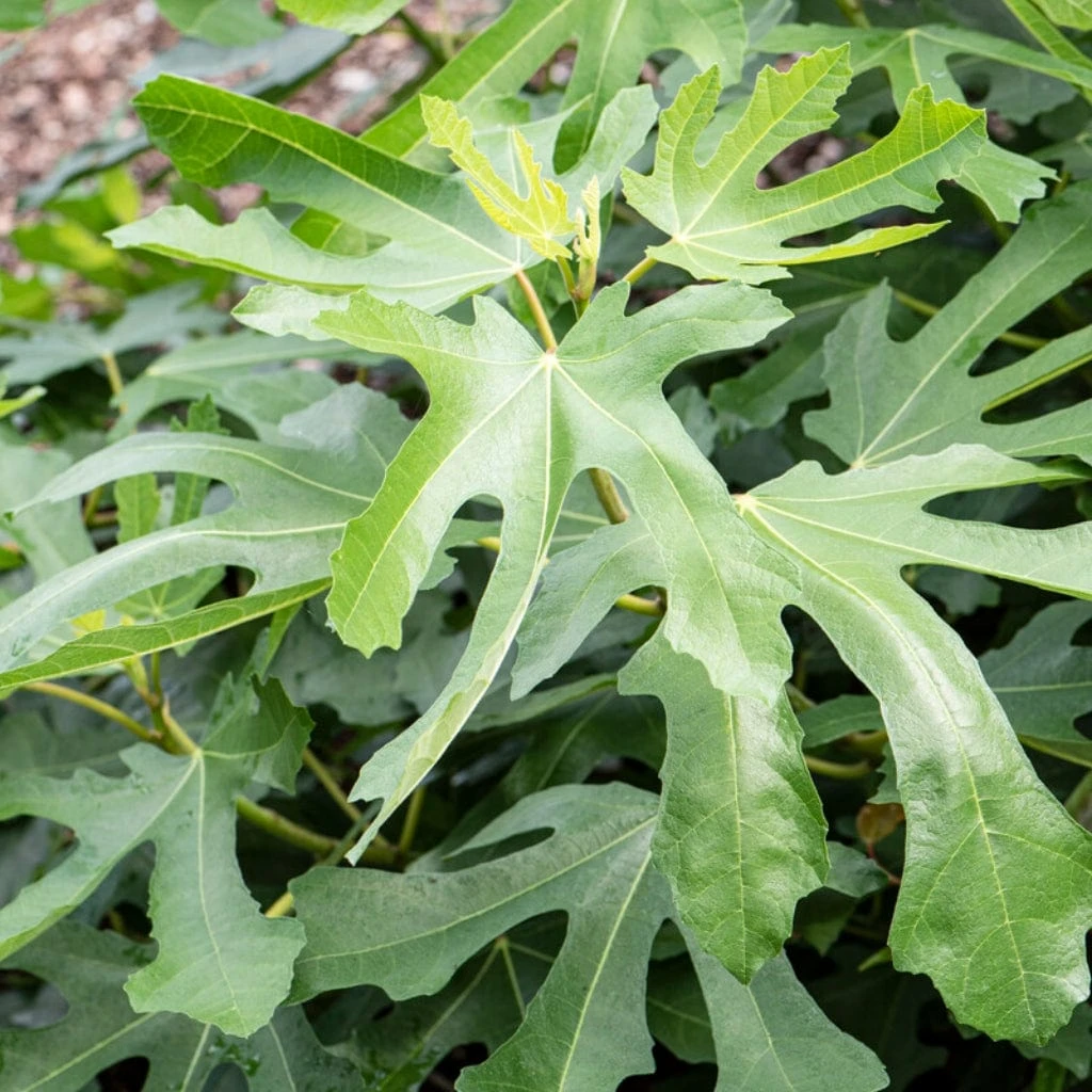 'Little Miss Figgy' Patio Fig Tree 5 'Little Miss Figgy' Patio Fig Tree - Image 3