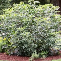 'Little Miss Figgy' Patio Fig Tree 10 'Little Miss Figgy' Patio Fig Tree -Plant Seeds Store FRU0502 3