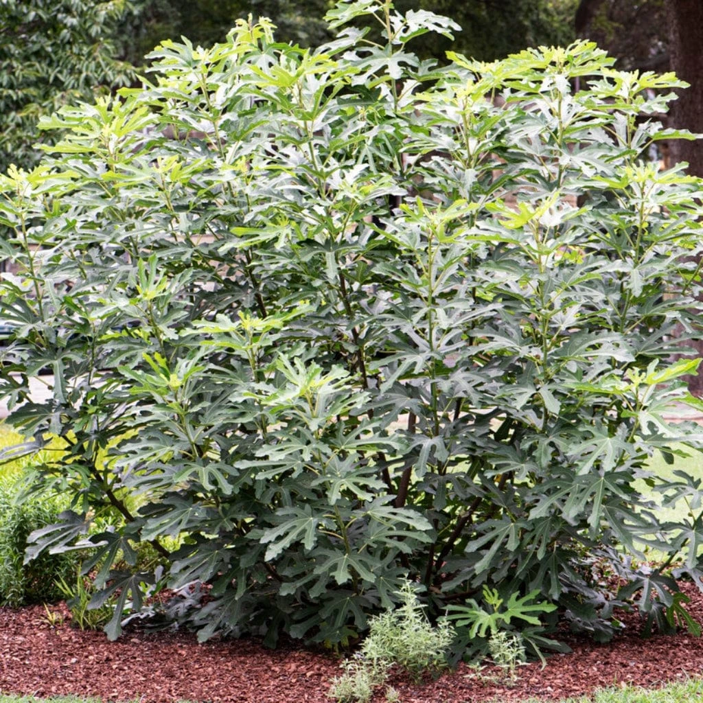 'Little Miss Figgy' Patio Fig Tree 6 'Little Miss Figgy' Patio Fig Tree - Image 4