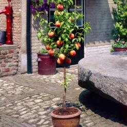 'Melred' Red-Flowered Patio Peach Tree -Plant Seeds Store FRU0512 1