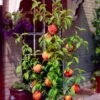 'Melred' Red-Flowered Patio Peach Tree 2 'Melred' Red-Flowered Patio Peach Tree -Plant Seeds Store FRU0512 2