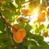 'Alfred' Apricot Tree -Plant Seeds Store FRU0514 1